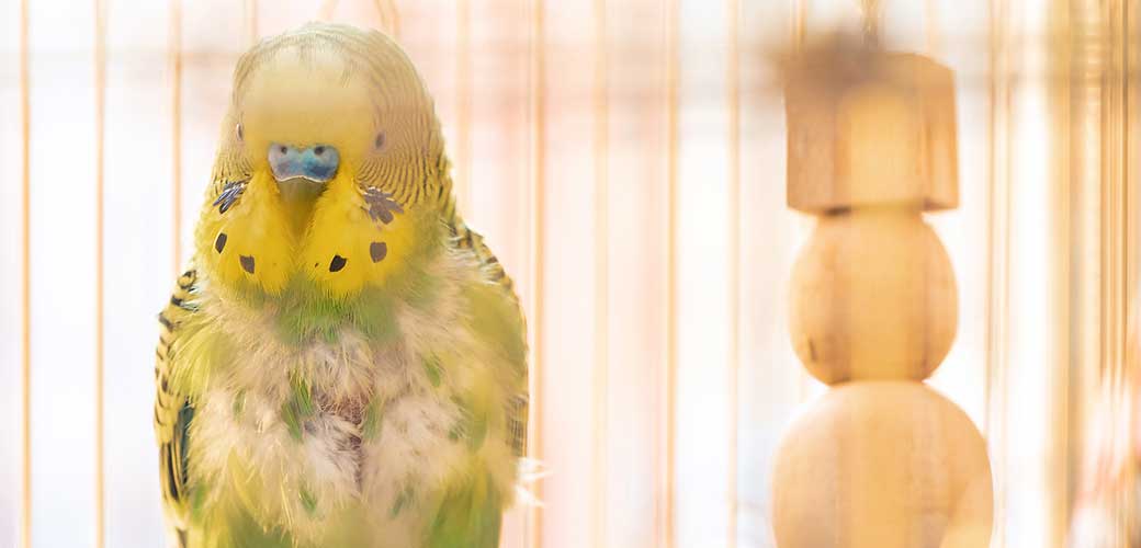 A green Budgerigar with plucked breast, without feathers sits in a cage.