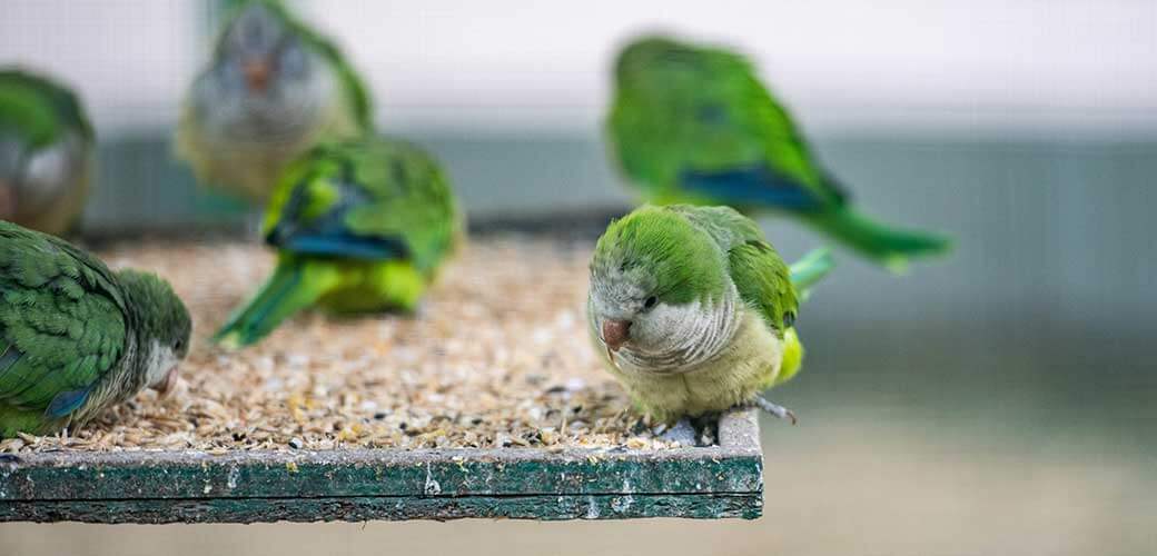 The monk parakeets eat sunflowers seeds on bird feeders