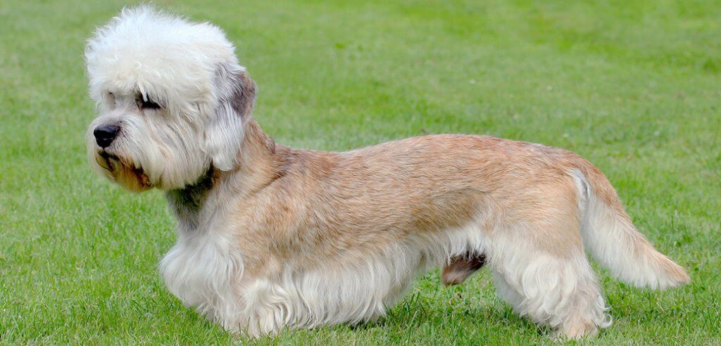 The Dandie Dinmont Terrier - Breed Info, Health, And More | Pet Side