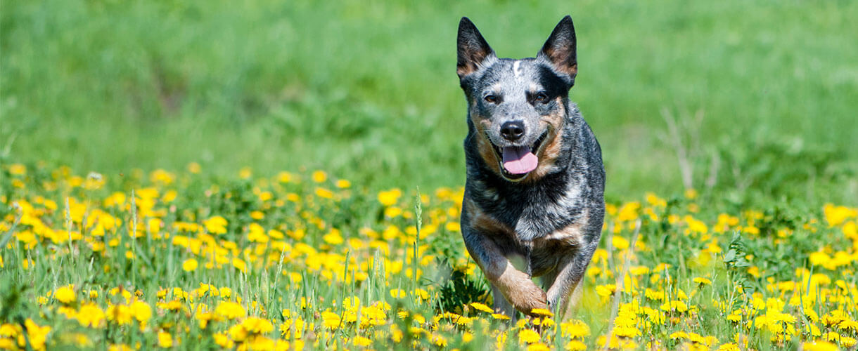 Catahoula cheap blue heeler