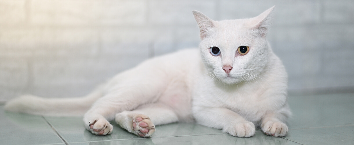 What you Need to Know to Care for a Khao Manee Cat | Pet Side