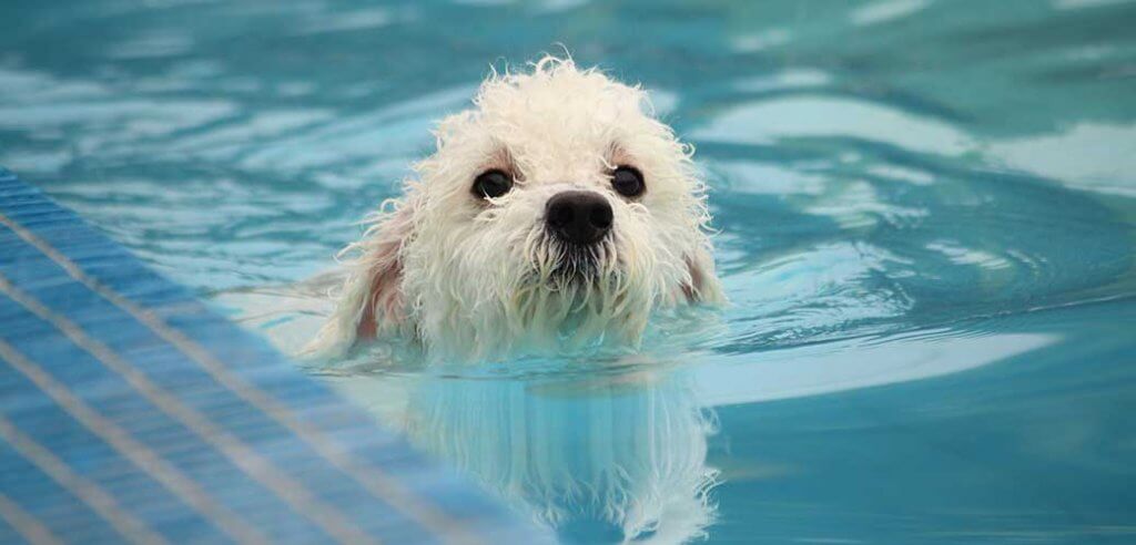 12 Famous Water Dog Breeds - Breed Facts, FAQs, and More | Pet Side