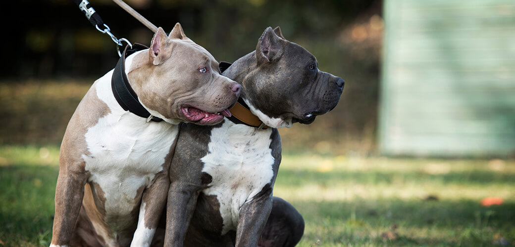 American bully dog breed: Your Fierce and Faithful Friends in 2023