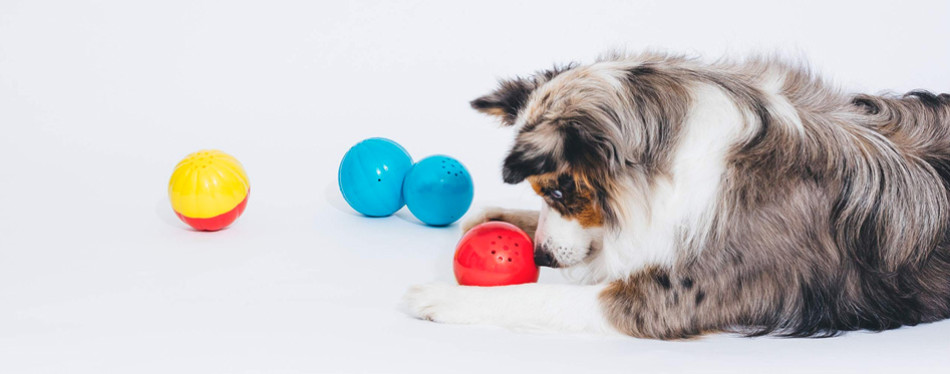 babble ball for dogs