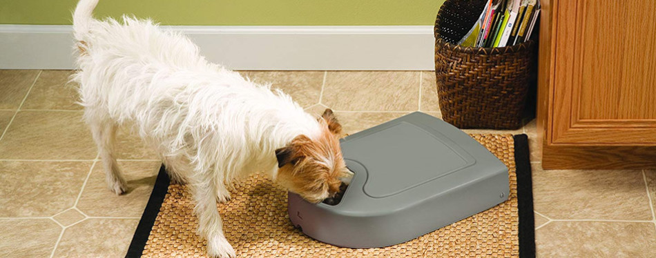 The Best Automatic Dog Feeder Review In 2020 Pet Side